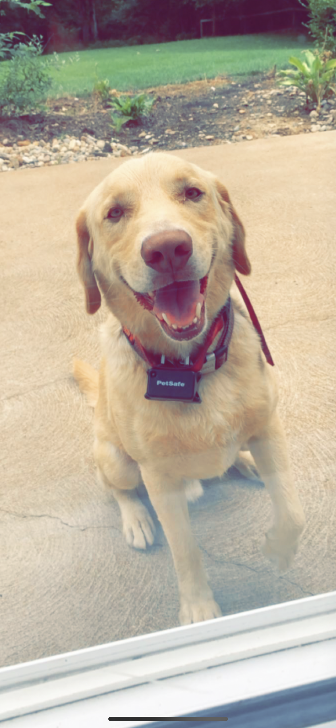 Sam's dog smiling outside